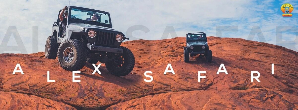 Alex Safari 1