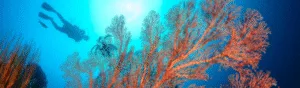 Dive Trek Divecenter 1
