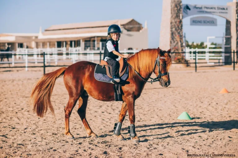 Farah Horse Stable 2