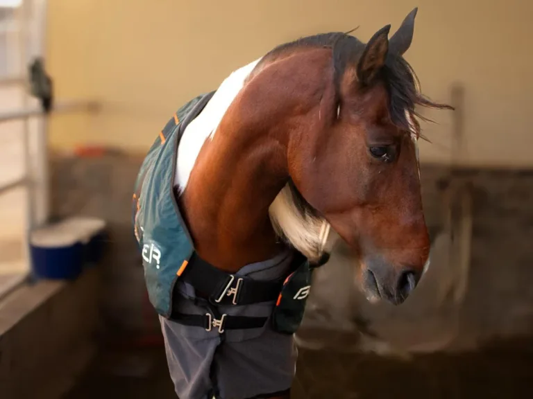 Farah Horse Stable 4