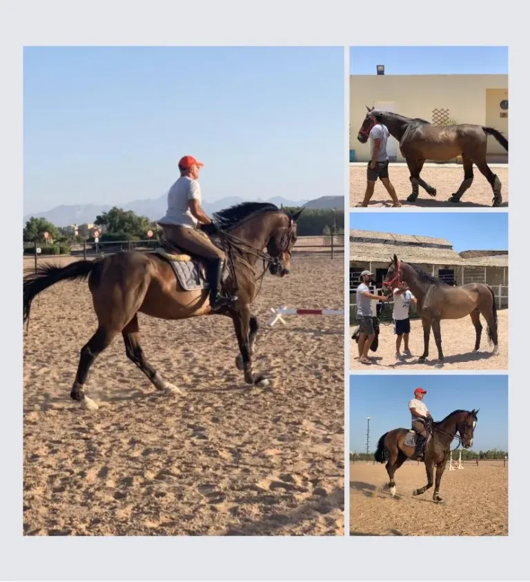 Farah Horse Stable 6