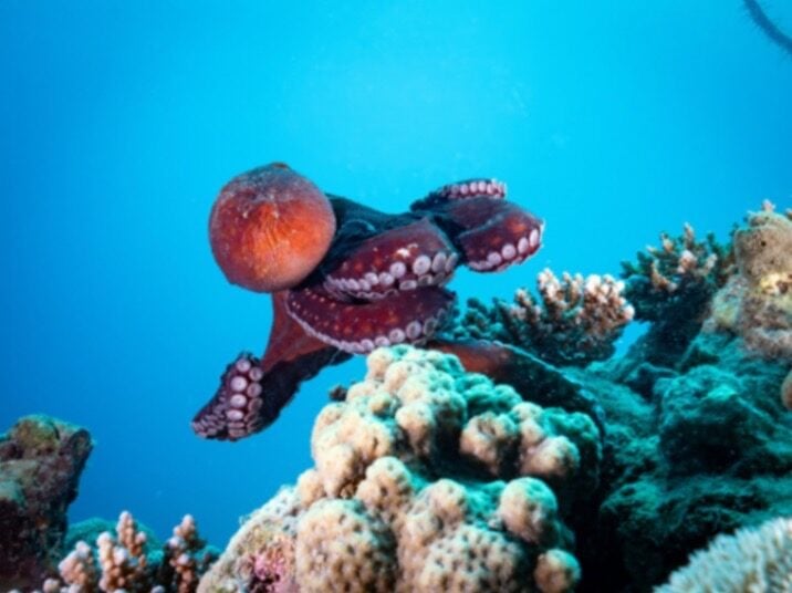 Scuba World Divers Sheraton 2