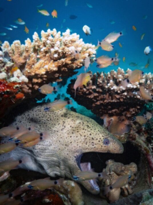 Scuba World Divers Sheraton 3