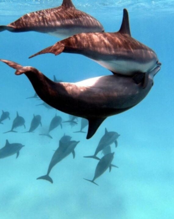 Scuba World Divers Sheraton 7